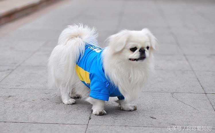 京巴犬以后趋势,京巴犬放开会跑么