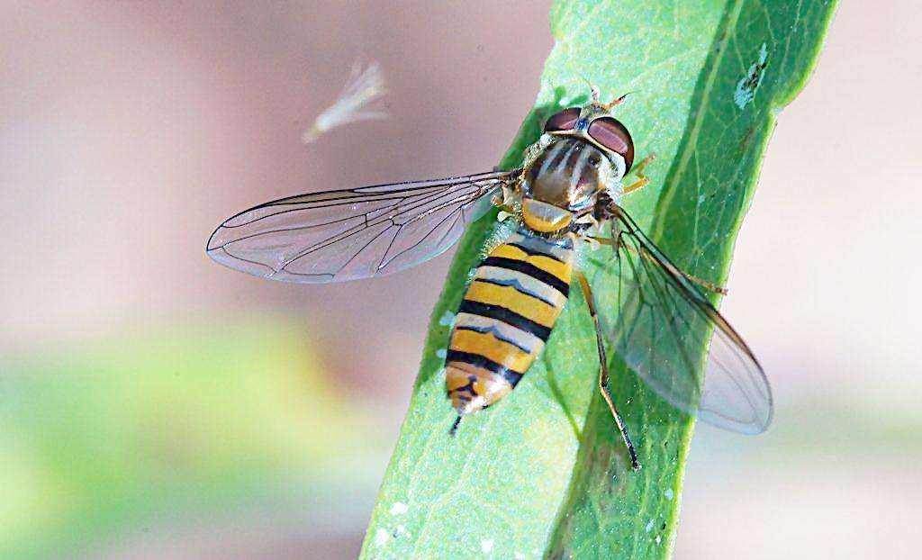 高中生物选修一实验总结,高中生物必考实验总结大全