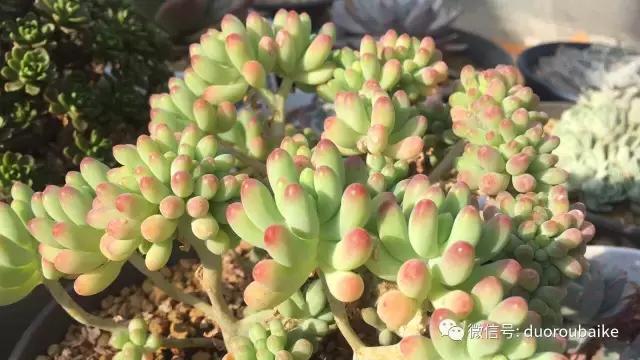 多肉为什么比较坑,多肉基础知识详解