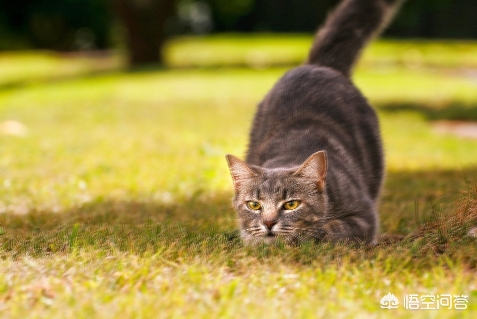 拍了一张照片怎么用ps处理,ps怎么矫正拍歪的照片