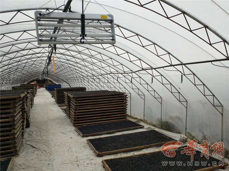 纯野生黑枸杞怎么辨别,市场上假的黑枸杞