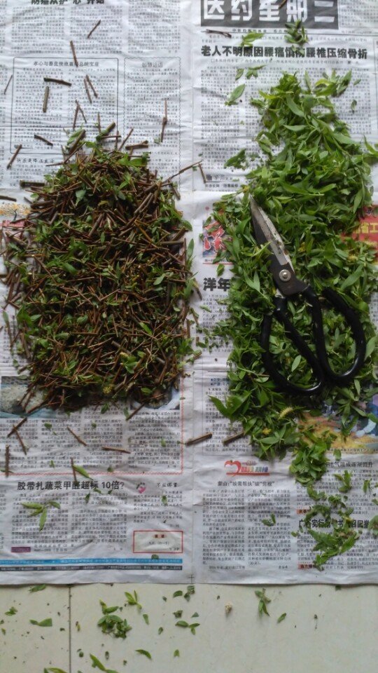 自制的柳树生根剂最多能用多久,新鲜的柳树枝可以做生根水吗