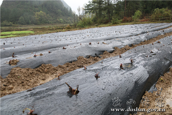 做好特色农业大文章,贵州省独山县麻尾镇新董村河坝