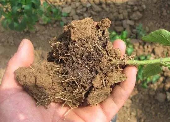 土壤盐渍化发生原因及危害,解决土壤盐害的最好方法