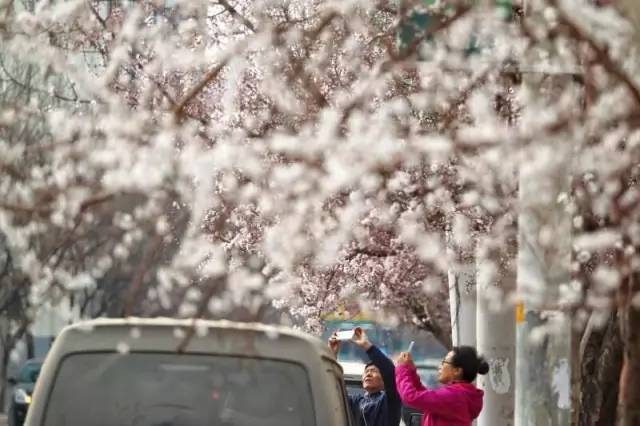 桃花季｜今天的沈阳，桃花开了，春风十里，挑一天走起……