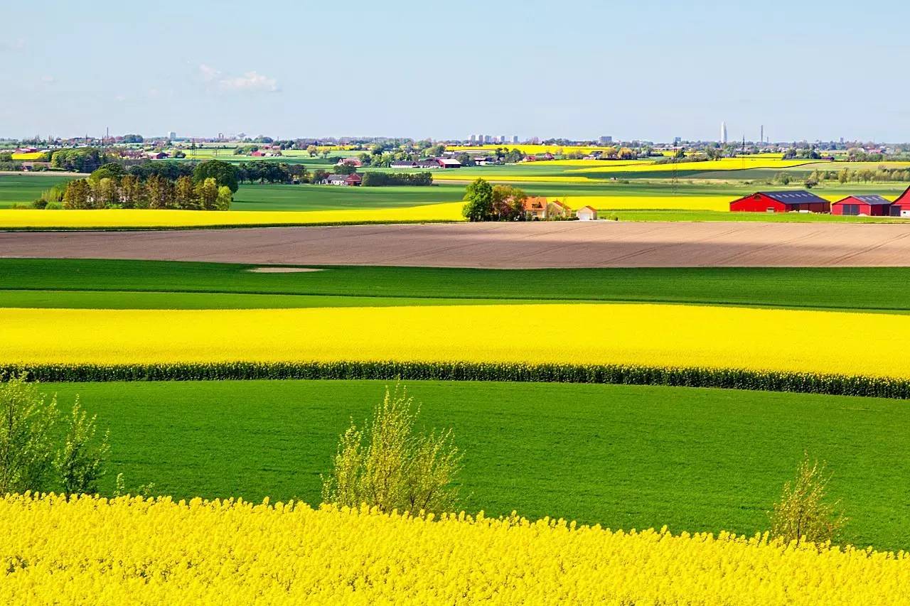 鏄ョ敯鑺辫姳鏃ュ父,鏄ョ敯鑺辫姳鑻辫