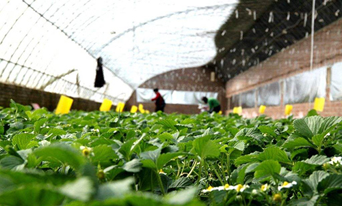 撸起袖子加油干谱写致富新篇章,撸起袖子加油干甩开膀子奔小康