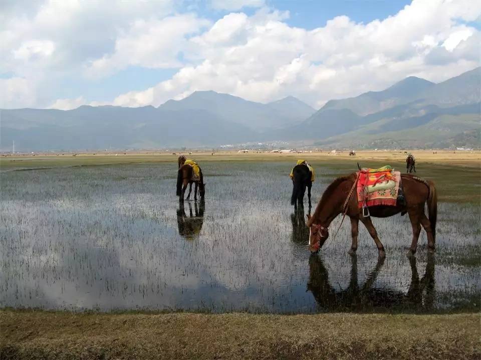 拉市海茶马古道人在旅途,拉市海骑马古道马帮