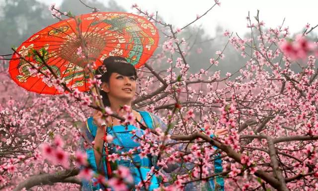 贵州看花好去处推荐,贵州春天哪里的花最美