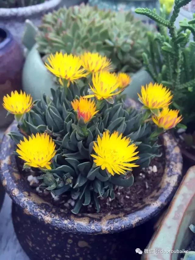 那些年我养过的多肉,这些年养过的花花草草