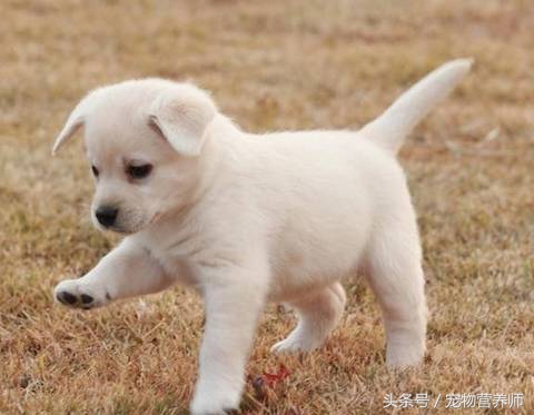 狗狗饿了有什么表现,饿狗狗会记住教训吗