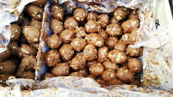 带你去看白洋淀的好景色,远离喧嚣白洋淀旅行