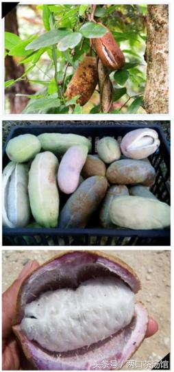 大别山深处的绝美山珍!