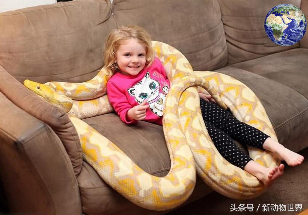 世界最大巨蟒蛇事件,世界上最大的剧毒巨蟒