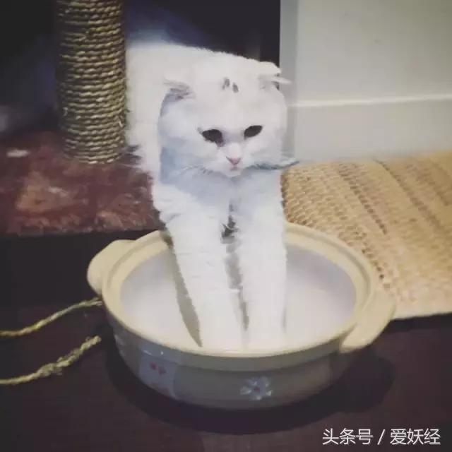 爱妖经｜开春了，来锅猫吧