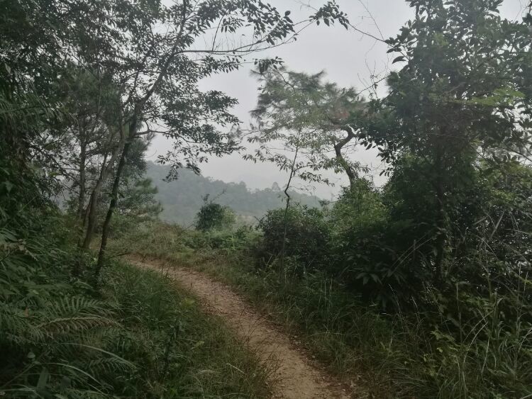 到中山的千年古刹古香林寺旧址周边山林探秘，感觉大自然太美啦