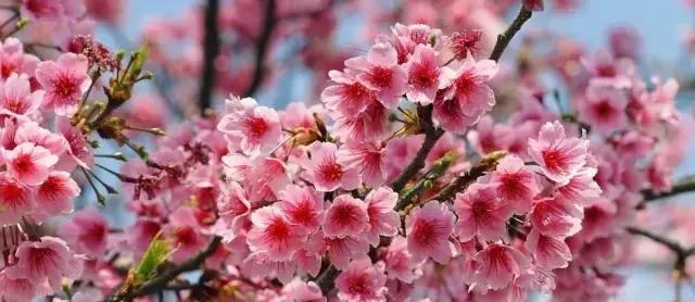 美爆了春天好去处,天津春天赏花的地方有哪些推荐