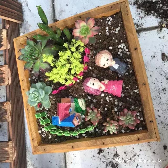 多肉为什么比较坑,多肉基础知识详解