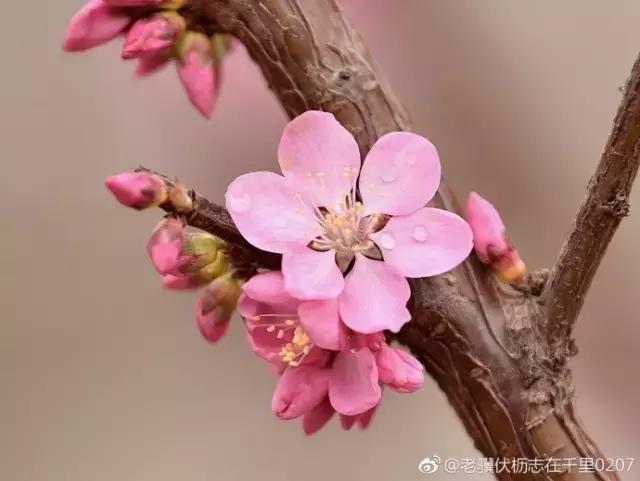 美爆了春天好去处,天津春天赏花的地方有哪些推荐