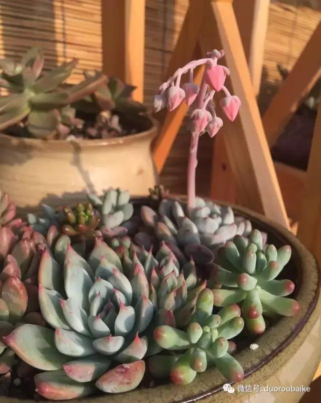 那些年我养过的多肉,这些年养过的花花草草