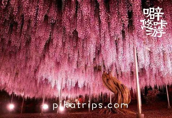 日本赏樱花最美的地方,日本春天看樱花攻略