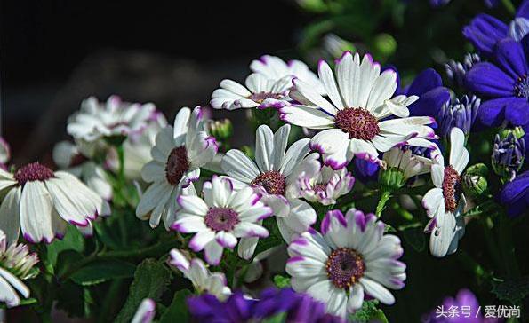 瓜叶菊怎么养才会爆盆视频,瓜叶菊见太阳晒蔫怎么办