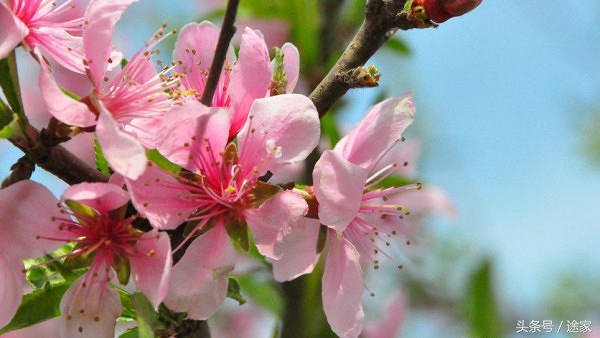 带你去看白洋淀的好景色,远离喧嚣白洋淀旅行