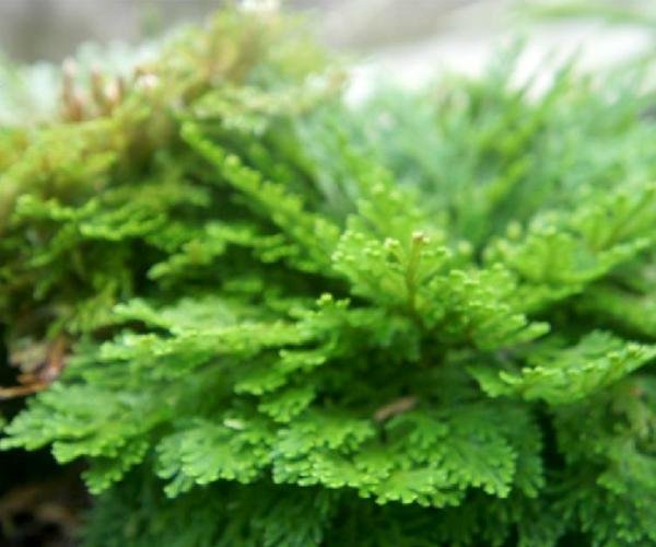 九死还魂草生长期,九死还魂草干枯多少年