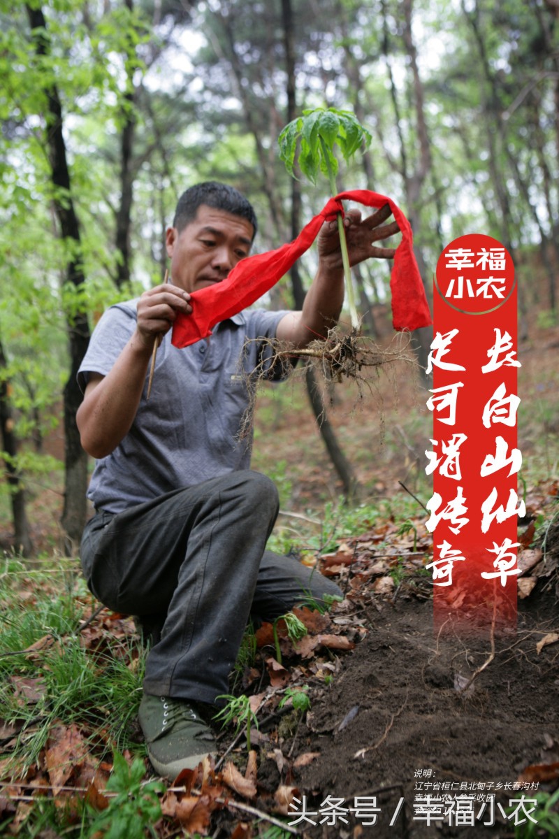 几千块买的人参被坑了就是因为你没来看这篇文章