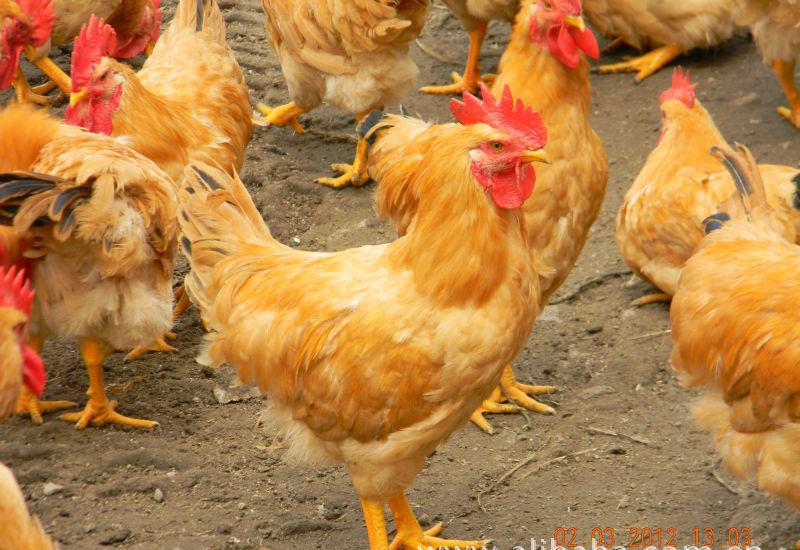 黄焖鸡米饭最正宗的是哪家,哪里黄焖鸡米饭最出名