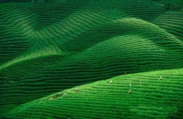 婺源县绿茶,婺源绿茶老字号