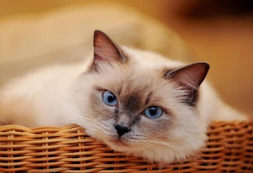 一定要给猫喂猫罐头吗,第一次给猫喂零食罐头