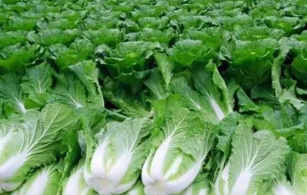 蔬菜种植没销路怎么办,蔬菜种植过程中资金不够该怎么办