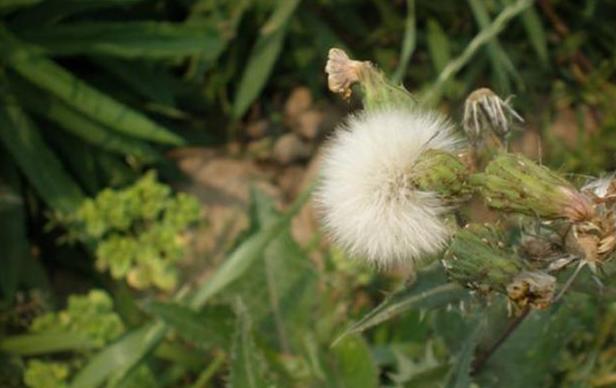 药草皇后蒲公英泡水喝,喝蒲公英茶对口疮有好处吗