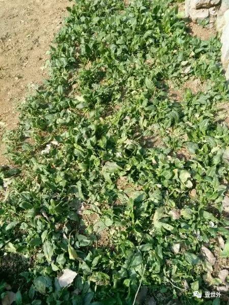 揭秘终南山隐士纪录片,探访终南山隐居的真实的生活