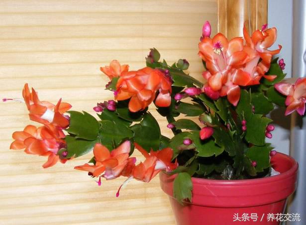 蟹爪兰养护条件和方法,蟹爪兰养护技巧和注意事项