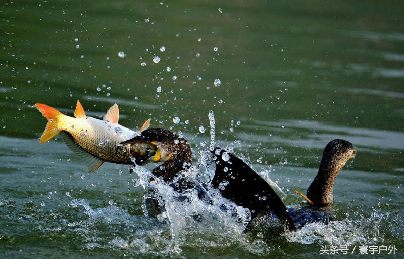 靠着千年传承的鸬鹚捕鱼，他们登上了央视的大屏幕！（附视频）