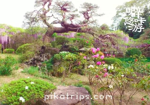 日本赏樱花最美的地方,日本春天看樱花攻略