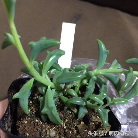 海豚嘴多肉,海豚风铃多肉