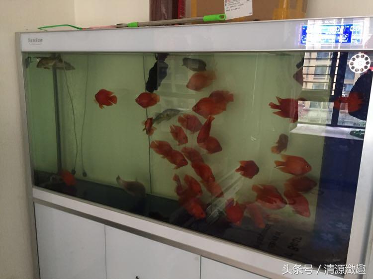 家居鱼缸养鱼,家居养鱼养什么样的鱼