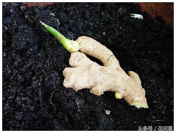 废物利用辣椒籽、发了芽的生姜别丢，几步让它变成阳台盆栽蔬菜