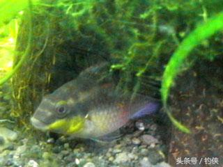 自制鱼洞,用椰子做窝