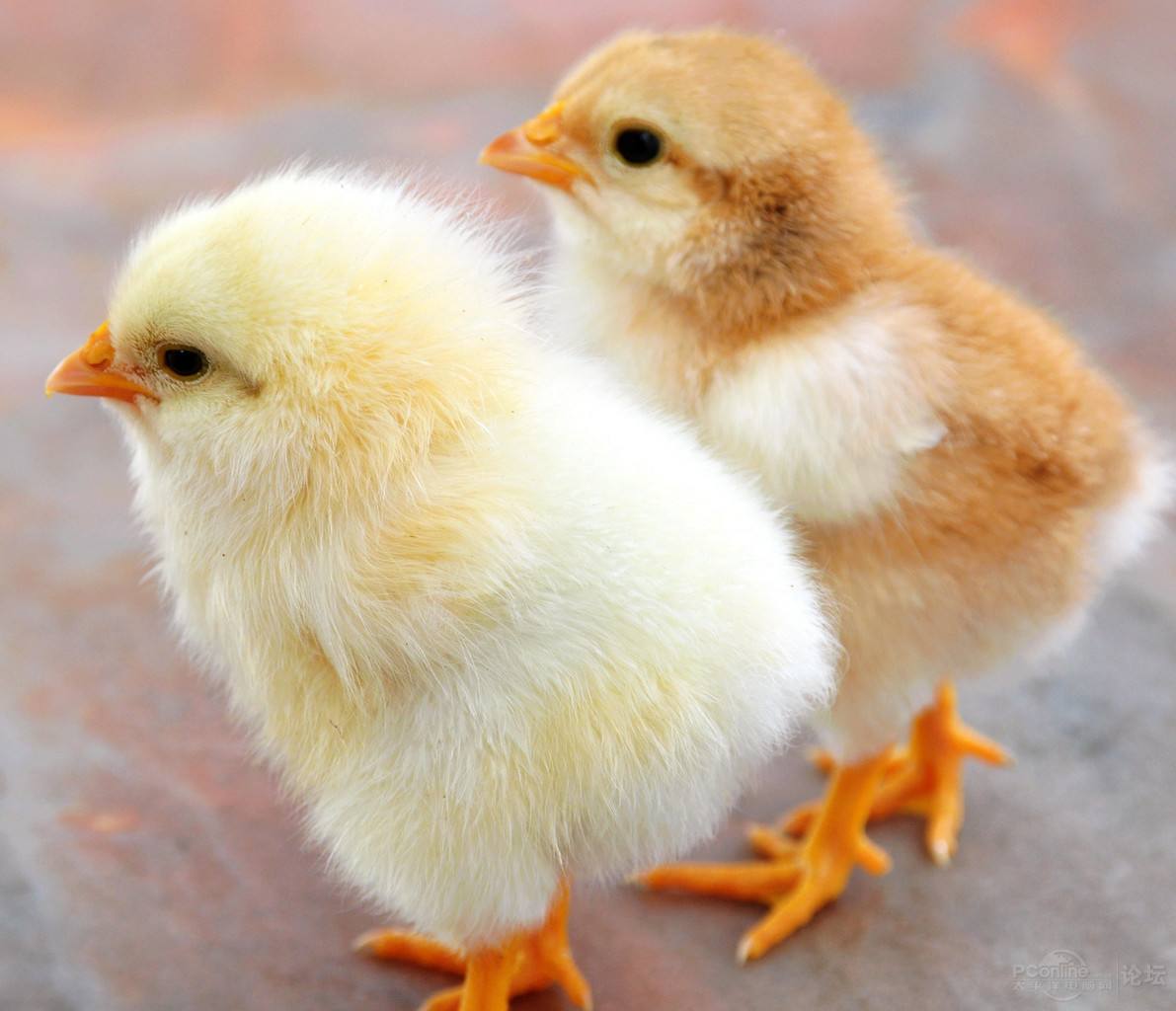 小鸡糊肛怎么治疗最好,刚出壳的小鸡大便糊肛怎么办呢