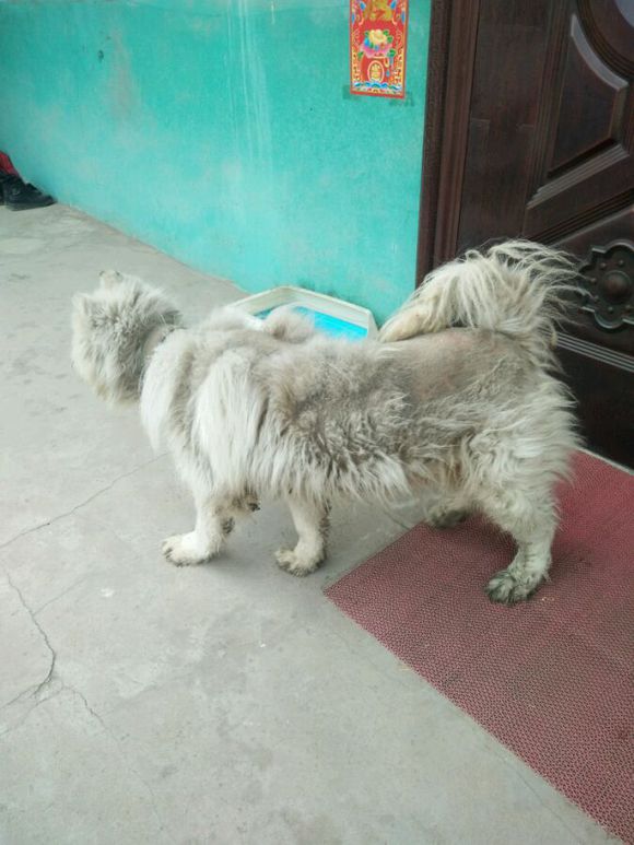 萨摩耶犬什么原因得皮肤病,萨摩耶幼犬皮肤病怎么治疗