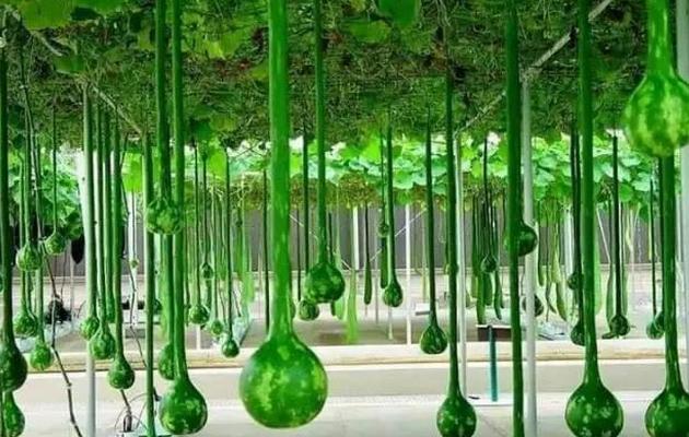 蔬菜种植没销路怎么办,蔬菜种植过程中资金不够该怎么办