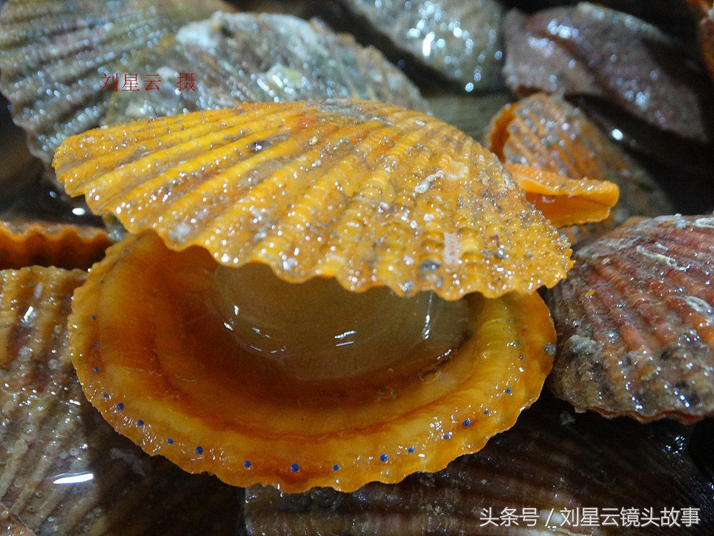 三亚哪里海鲜市场的品种多,三亚海鲜品种大全及介绍