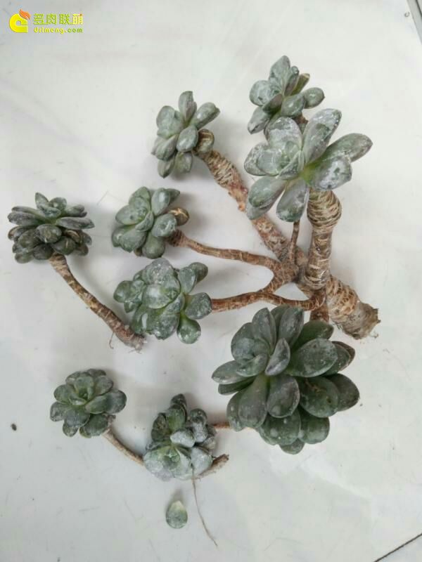 一个脚气患者的真实故事,关于癣有趣的故事