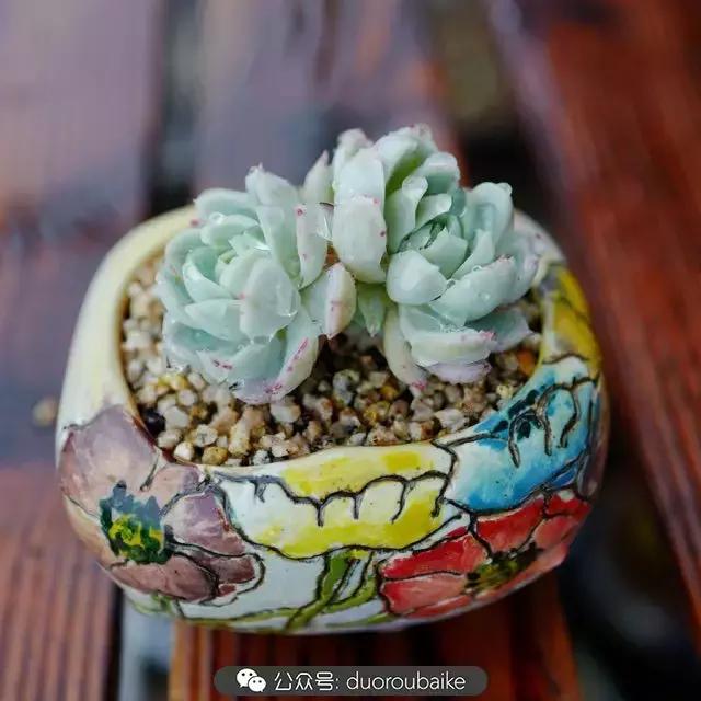 春雨多肉精品,包邮区的多肉