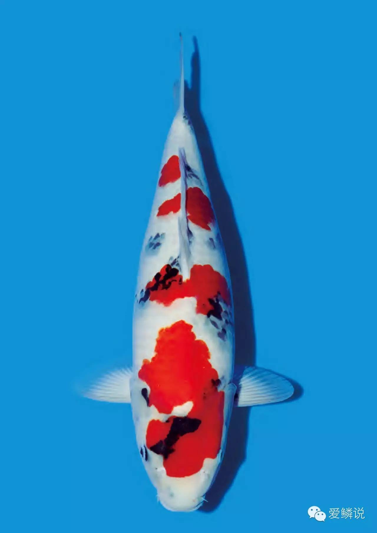 新建锦鲤鱼池怎么消毒和去碱,锦鲤鱼池有腥臭味怎么回事