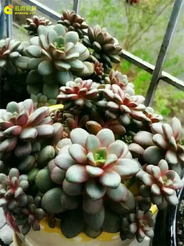 一个脚气患者的真实故事,关于癣有趣的故事